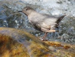 American Dipper